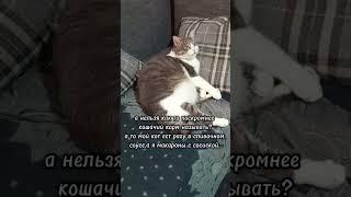 поскромнее надо быть...#батон#котик#юмор#шортс#2025 .