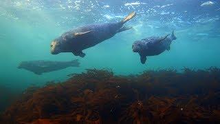 Freediving with seals