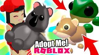 НОВЫЕ ПИТОМЦЫ в Роблокс Адопт Ми? Коала и Обновление в Roblox Adopt Me