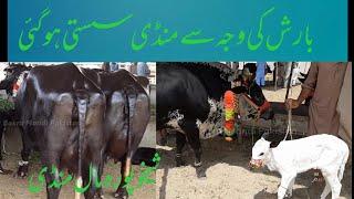 Buffalo for sale shekpoura mandi low price /#sona hafizabad tv