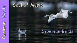 Siberian Birds # Soul of Music # Feelmon Movie