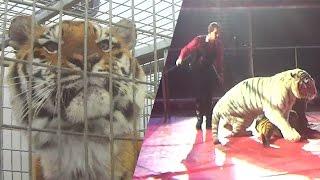 Abusive tiger training exposed at circus