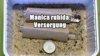 Manica rubida - Versorgung