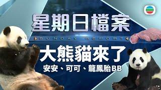 TVB 星期日檔案｜大熊貓來了　海洋公園悉心照顧　各界如何把握「大熊貓經濟」的商機？｜安安｜可可｜盈盈樂樂龍鳳胎｜無線新聞 TVB News