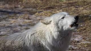 Gray Wolf's Silly Howl Spreads Joy