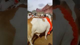 MashaAllah beautiful cow #cow #cowmandi #Shortvideo #short | MR ALi Raza 05 |