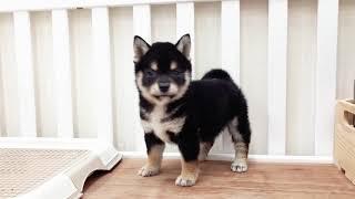 Mame Black Shiba Inu - Yukon