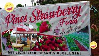 Pines Strawberry Farm and Forest Coffee / Don Vic.  #sonyzve10 #djimini2 #strawberryfarm