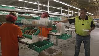 How To pack Strawberries on one of Caboolture's Largest Strawberry Farms