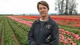 Wooden Shoe Tulip Farm