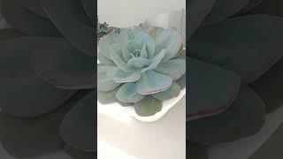 a evolução da minha echeveria Gila  #deixaolike #suculentas
