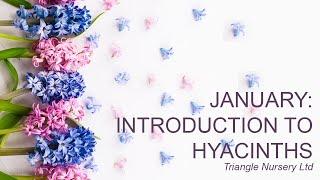 Introduction to Hyacinths - Wholesale Flowers