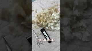 #강아니#강아지브이로그 #강아지셀프미용#강아지일상 #강아지쇼츠 #강아지미용#강아지 #강아지 #푸들#포메#셀프미용#펫미용 #펫