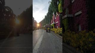 Цветочный сад