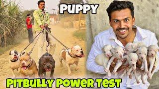 Dog Kennel Pe Pitbully Ki Power Test Kry New Puppy Milee