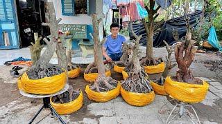 MAI VÀNG TÂM ngày O7/11/2O24 (#O346741627 TÂM ) PHÔI MAI VÀNG, MAI TỨ QUÝ-  @bonsai Can Tho