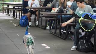 A Peacock Family Came to Public for food   HD