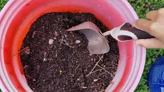 How to Grow Store Bought Potatoes