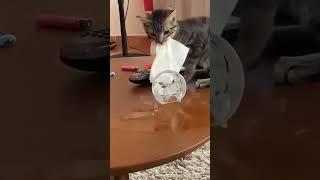  Funny cat videos | cute cats | Try not to laugh | Cat videos Compilation #shorts  