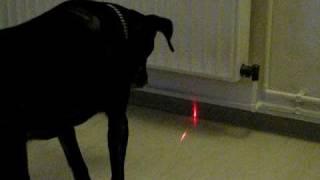 Dummer Hund Meggi will das Licht vom Laserpointer fangen 5v5