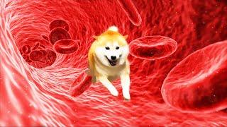 If Shibe is red blood cells, the inside of the blood vessels will look like this