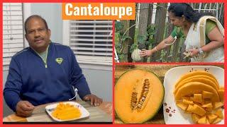 Harvesting Cantaloupe II Jersey Gardening