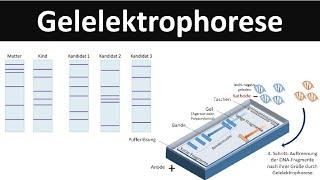 Gelelektrophorese - [Verfahren zur DNA-Analyse] - [Biologie, Gentechnik]