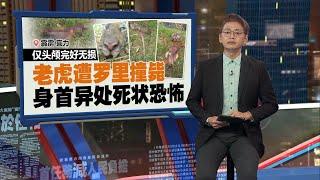 老虎遭罗里撞毙死状恐怖！   霹动保局：偷窃虎牙胡须者恐重罚！| 新闻报报看 09/11/2024