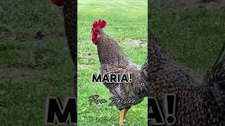 Maria where are you? Come get your bird! #maria #names #chicken #poultry #hens #joke #ha #chickens