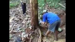 Superior Teak Tree Felling Age of 5 Years (Tectona grandis)