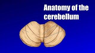 Anatomy of cerebellum lecture