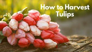 How to Harvest Tulips // Longfield Gardens