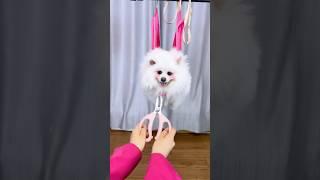 Nico: Don’t touch my nails!#nico #smartnico #funny #fyp