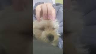 거친쓰다듬 김길동