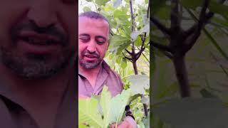 رش التين #اتحضر_للاخضر #اكسبلور #نباتي #زراعة #زراعت