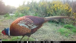 IMG 0016 Two J's Field Wildlife Camera Shots Set In Magical Cornwall.