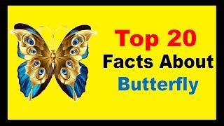 Butterfly - Facts