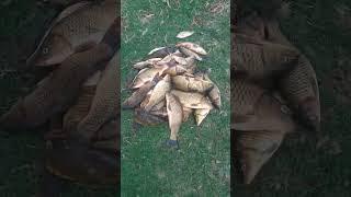 completely fresh Hunt at River Indus#indus #river #viral #shots