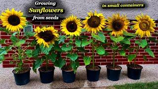 Growing Sunflowers from Seed to Harvest - Step by Step in small Containers