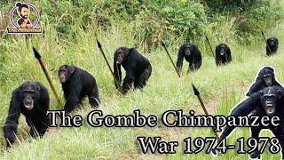 What does the Gombe Chimpanzee War say about our past? | The Gombe Chimpanzee War 1974-1978