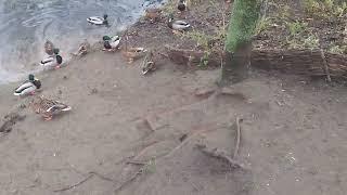 The thaw. Feeding the ducks #video  feed