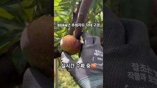 자두를 따자.. #과수원 #귀농 #귀촌 #farming #자두  #추희  #농원 #농장