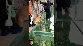 funny travel #funny #dog #travel