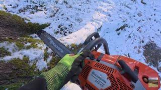 Felling spruce with Husquvarana 572xp & Makita impact wrench forestry work, timber harvesting, wood
