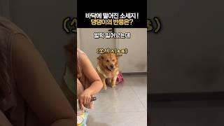 바닥에 떨어진 소세지를 본 댕댕이의 반응은? #아싸내꺼다