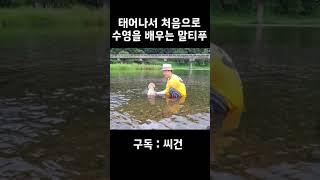 강아지가 수영을 배우면 #강아지 #강아지일상 #강아지브이로그 #강아지산책 #강아지쇼츠 #강아지산책훈련 #shorts #수영 #수영천재 #수영하는강아지 #수영배우기