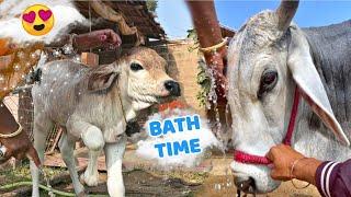 Vrinda's First Bath! Adorable Calf Gets Her First Wash| Cow Bathing | Cowsblike