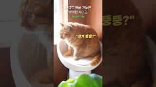 뚱뚱한 고양이도 안락할 수 있다고요??