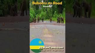 BABOONS on the ROAD in RWANDA JBManCave.com #Shorts