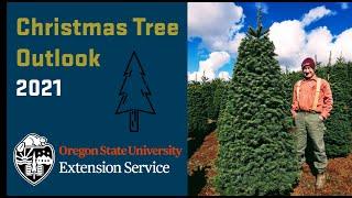 Christmas tree outlook, 2021